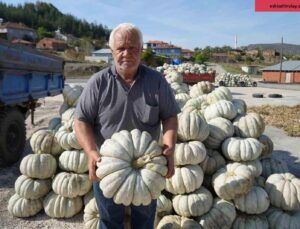 25 yıl önce deneme amaçlı ektiler, şimdi 40 şehre satıyorlar