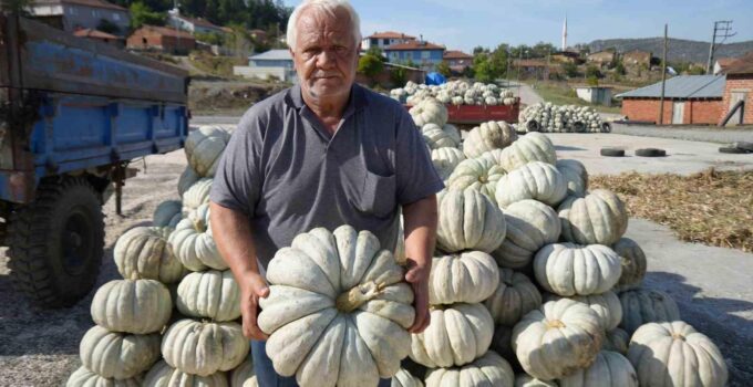 25 yıl önce deneme amaçlı ektiler, şimdi 40 şehre satıyorlar