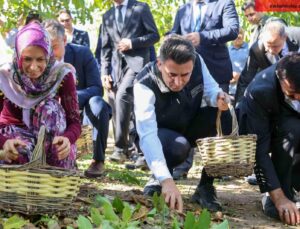 Ceviz üretiminde Türkiye 3’üncüsü Bilecik oldu