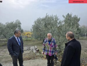 Asırlık zeytin ağaçları coğrafi işaretle tescillenecek