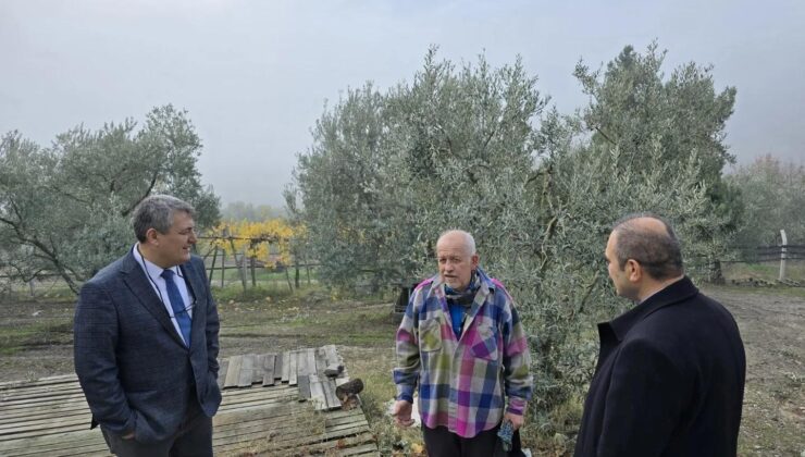 Asırlık zeytin ağaçları coğrafi işaretle tescillenecek