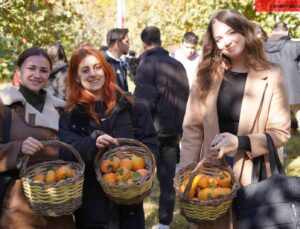 Bilecik’te 6 yıl önce deneme amaçlı dikilen hurma fideleri ilk meyvelerini verdi