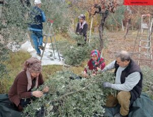 Eskişehir’de çiftçiler dönümden 2 ton zeytin aldı, yüzleri güldü