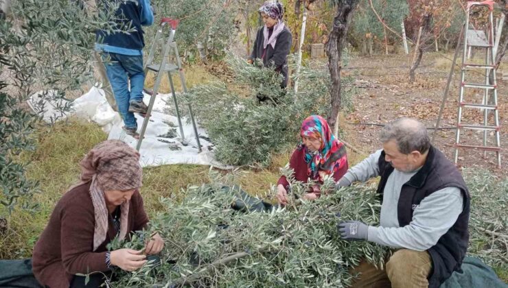 Eskişehir’de çiftçiler dönümden 2 ton zeytin aldı, yüzleri güldü