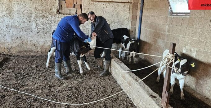 Büyük ve küçükbaş hayvanlara aşılama çalışması yapıldı