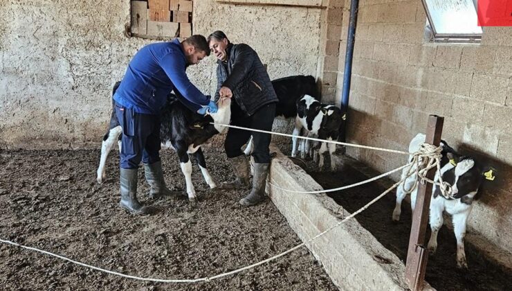 Büyük ve küçükbaş hayvanlara aşılama çalışması yapıldı