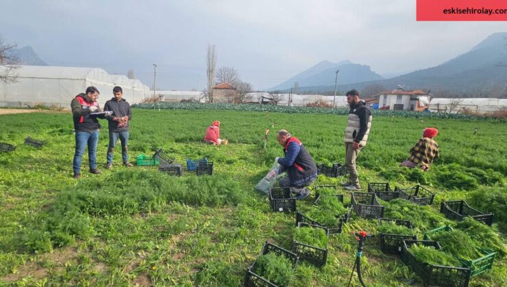 Eskişehir’de yaprağı yenen sebzelerde kalıntıyla mücadele çalışmaları devam ediyor