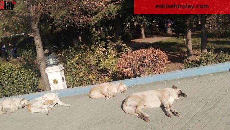 Isınmak isteyen sokak köpekleri kaldırımda güneşlendi